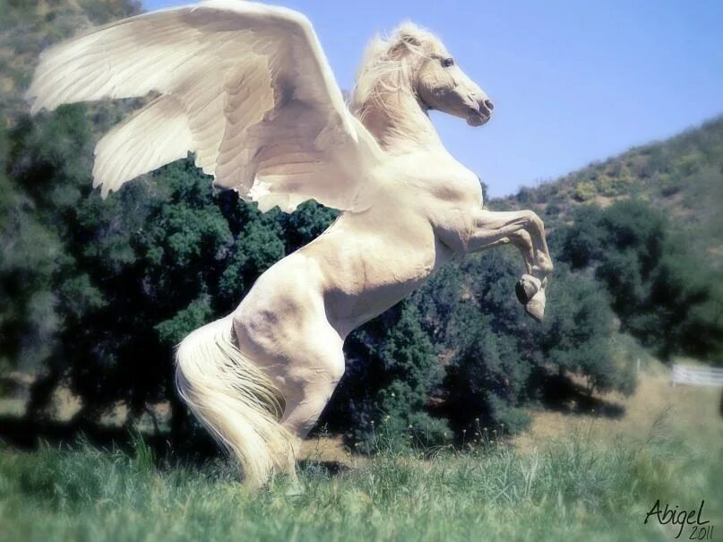 Конь с крыльями. Белая лошадь на дыбах. Белая лошадь с крыльями. Летающий конь. Наездник пегаса сканворд