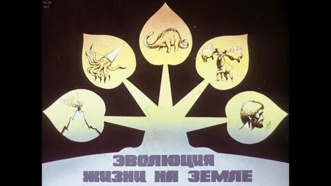 1 год жизни на земле