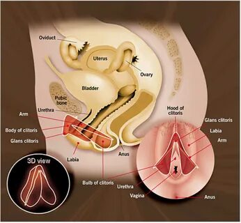 1981 study identifying G-spot in 47 women . . but not confirming that it le...