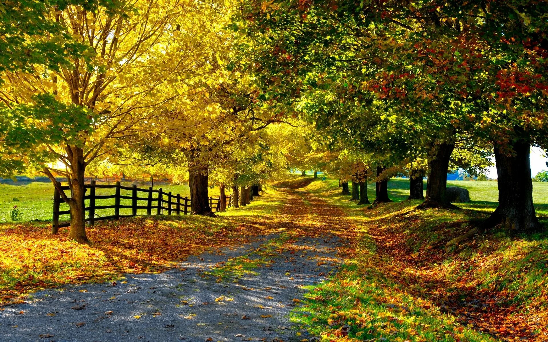 Куз н. Пейзаж осени. Осенняя аллея. Красивая осень. Осенняя природа.