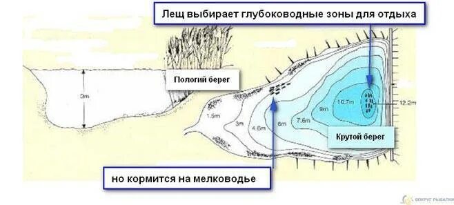 На что ловить леща в мае. Место кормления леща. стоянки леща на реке летом. перспективные точки ловли леща на фидер. как выбрать место на реке для ловли леща.