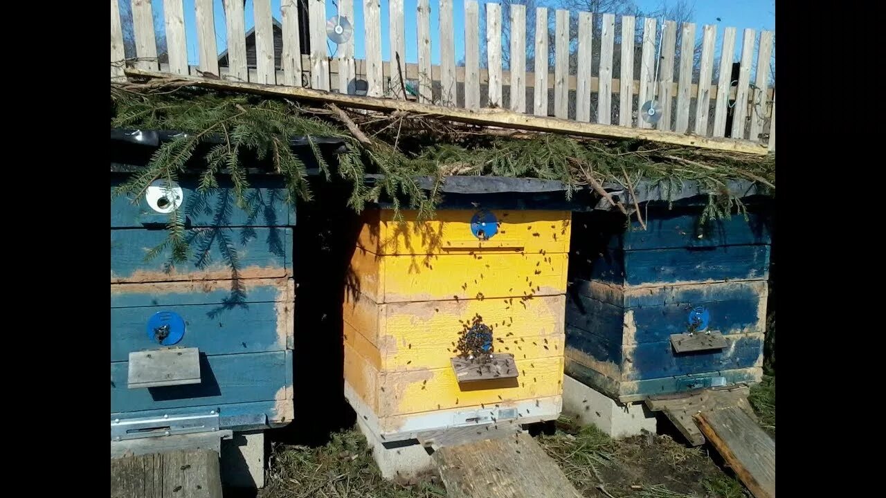 Пчелы после облета. Облет пчел. первый облет пчел после зимы. пчелы в радость. весенний облет пчел.