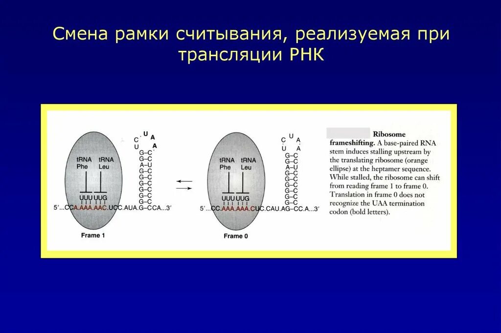 Мутации типа сдвига рамки считывания. Открытая рамка считывания. Открытая рамка считывания это что. Задачи на рамку считывания егэ биология. Complete the sequences.