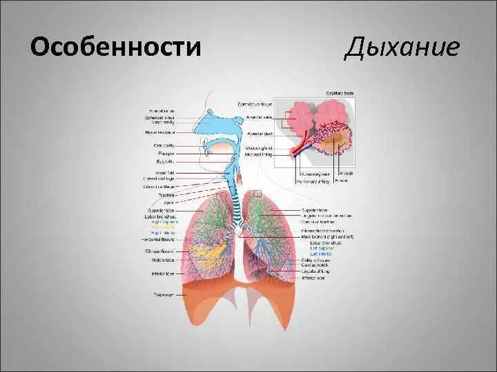 Самостоятельная работа по теме дыхательная система. Анатомо-физиологические особенности системы органов дыхания. дыхательная система таблица анатомия. характеристика афо органов дыхания. особенности органов дыхательной системы.