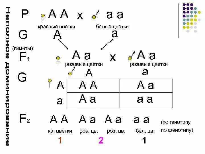 Расщепление по генотипу 2 закон менделя. 2 Закон Менделя схема. Первый и второй закон Менделя схема. Закон расщепления схема скрещивания. Второй закон Менделя схема.