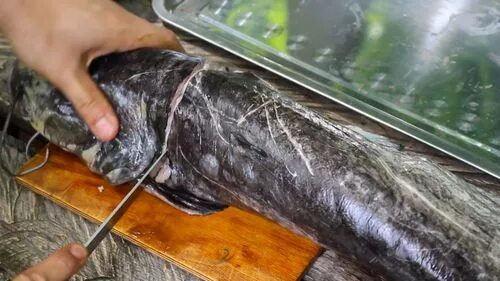 Что можно сделать из сома. Сом с овощами. Сом запеченный. Что можно сделать из сома. Что можно сделать из сома.