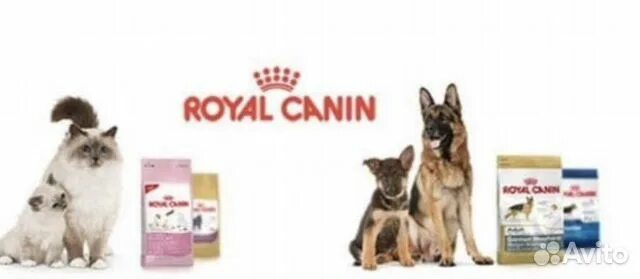 Royal canin для собак реклама. Корма для животных роял канин. Роял канин kitten для кошек 1. 2 кг. Роял канин реклама с собаками.
