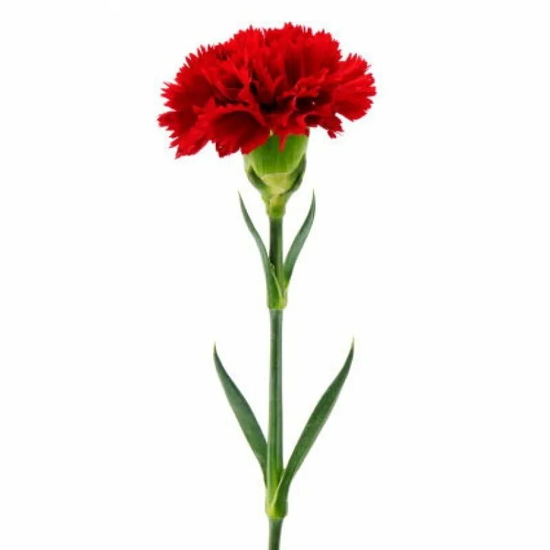 Гвоздика merletto cherry. Живые цветы гвоздики. Гвоздика розелли ред. Живые цветы гвоздики. Букет из гвоздик на похороны.