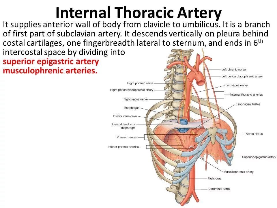 Internal bigs. Internal Thoracic artery. Thoracic Duct топография. Internal Thoracic artery Branches.