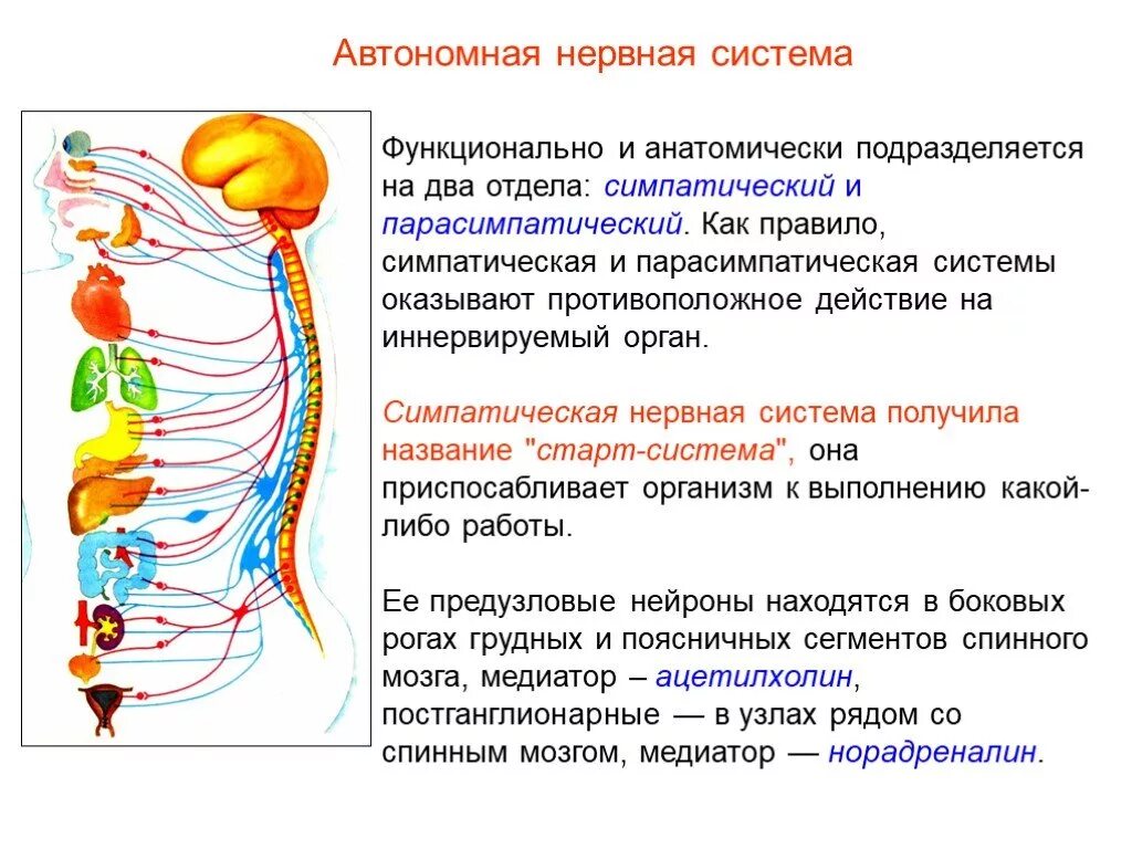 Вегетативные нужны для. Парасимпатический отдел автономной нервной системы функции. Автономный отдел нервной системы строение и функции. Парасимпатический отдел вегетативной нервной системы. Парасимпатическая система и симпатическая система.