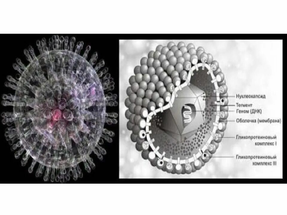 Herpes Simplex virus 1/2 IGG. Вирус герпеса 1 типа фото. Семейство бета герпесвирусы. Igg к herpes simplex virus