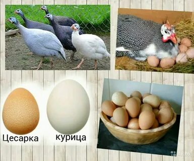 Сколько сидят на яйцах цесарки дней