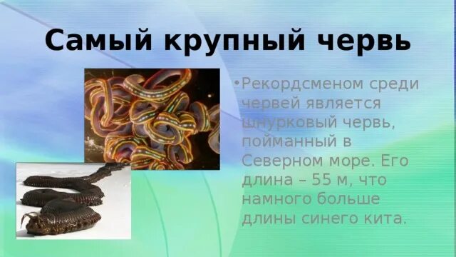 Кто является рекордсменом
