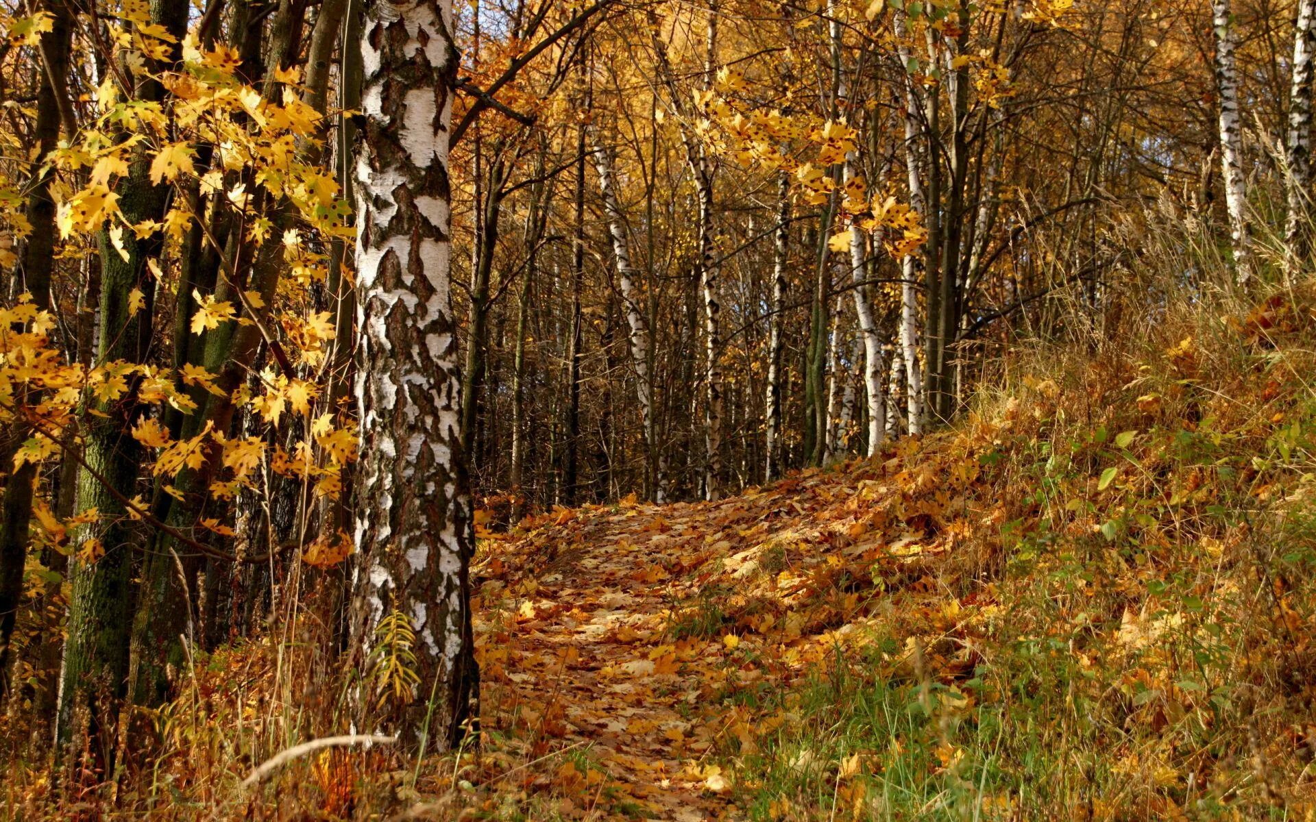 Осенний лес. Осень в лесу. Лес осенью. Осенний Лиственный лес.