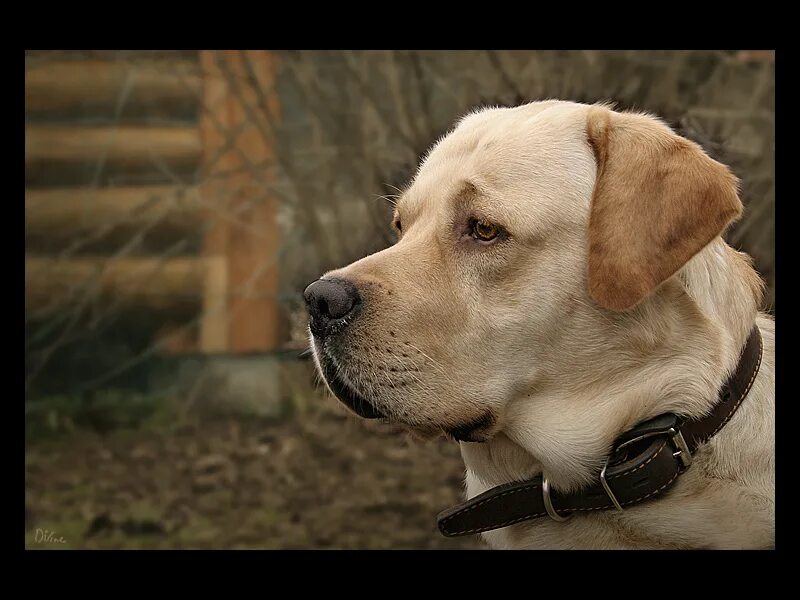 Американский лабрадор рыжий. Добрый лабр 2 блоггер. 2 лабрадора. Молодые лабрадоры. Белла лабрадор.