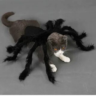 Кошка паук