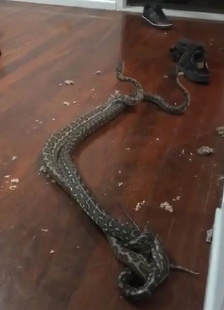 Тайпан против кобры. Сон змеи дрались. Краб змея. Сон змеи дрались. Сон змеи дрались.