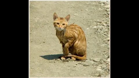Местный кот был уродливым