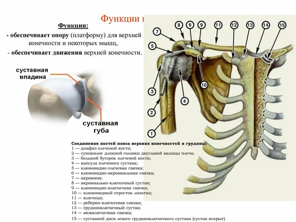 Функции костей конечностей. Функции костей плечевого пояса. Соединения пояса верхней конечности анатомия. Суставы плечевого пояса и верхней конечности. Соединение костей плечевого пояса анатомия.