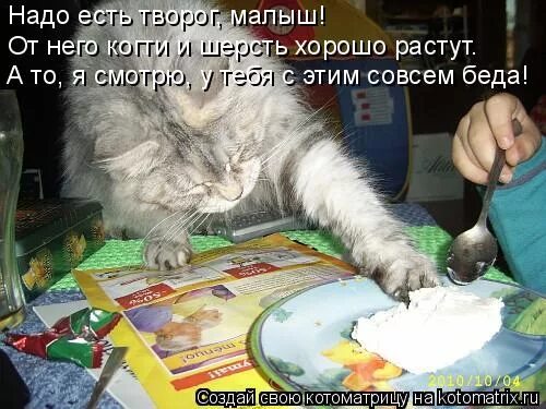 Можно коту творог. Творог с котом. Творог смешно. Кот ест творог. Творог прикол.