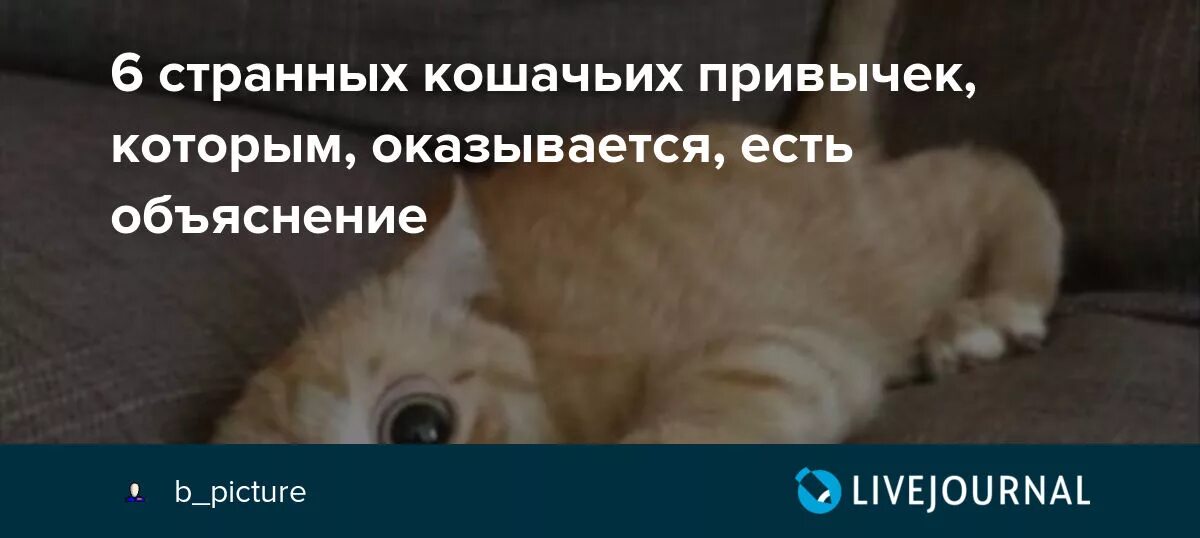 Занятой кот. Вам попался кот. Кот оказался. Кот оказался. Кот весь в енфте.