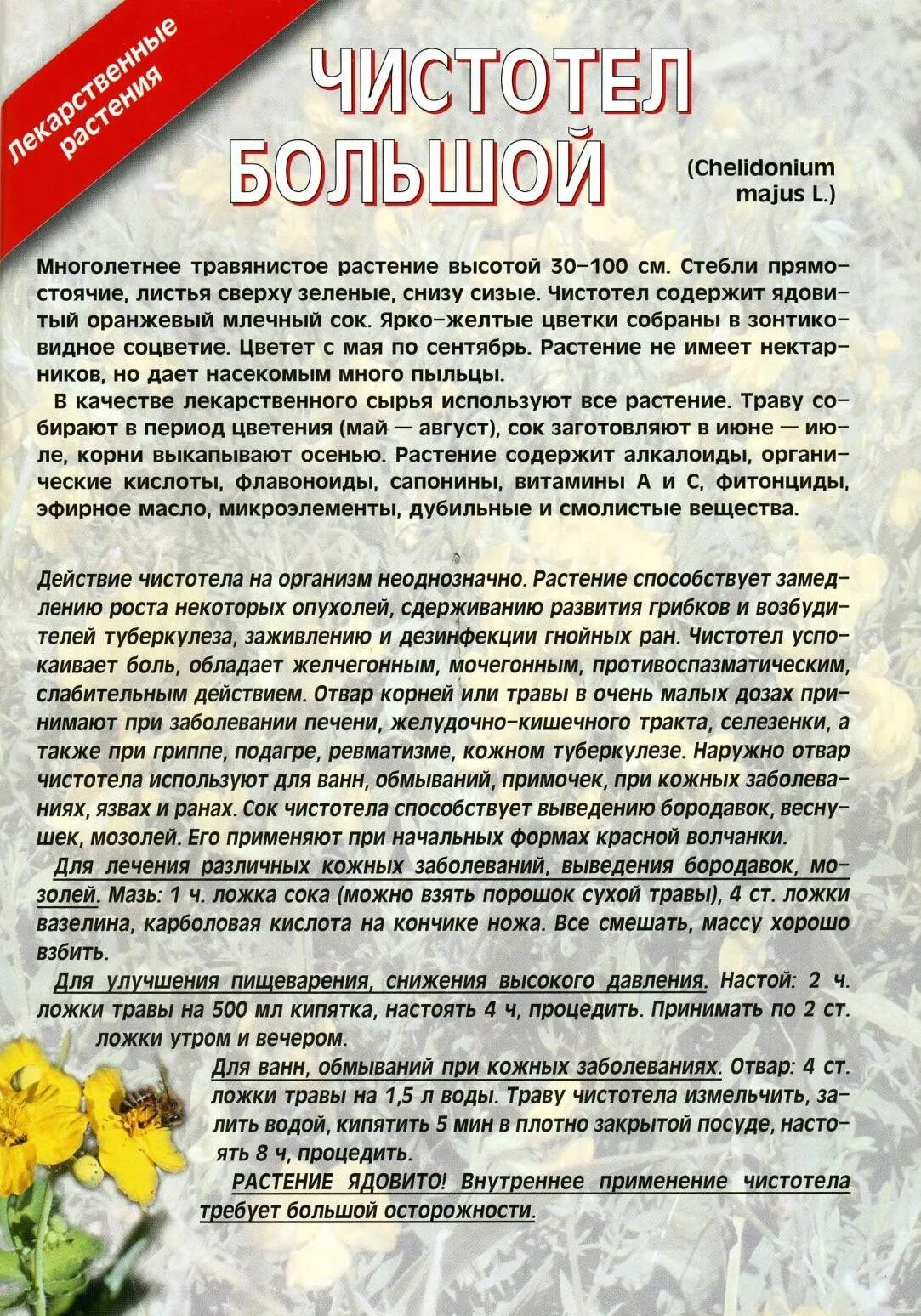 Как принимать настойку чистотела. Чистотел. Настой чистотела. Настой травы чистотела. Чистотел от кожных заболеваний.