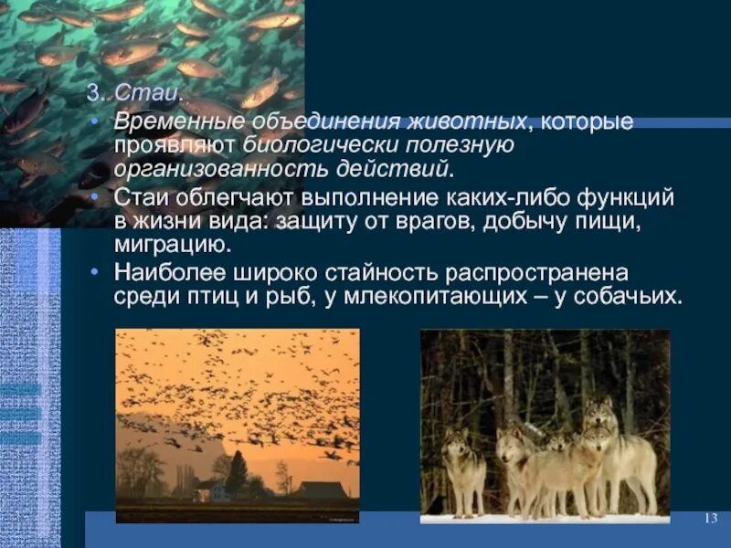 Популяция искусственно созданная человеком это