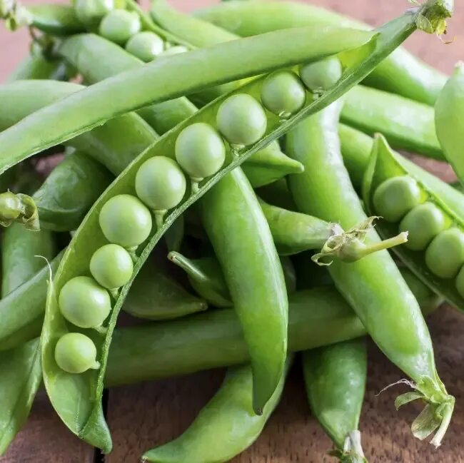 Горох преладо купить. Горох преладо описание сорта фото отзывы. Горох сорт сомервуд. Горох преладо. Горох преладо фото.