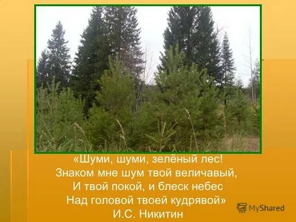 Деревья тише тише