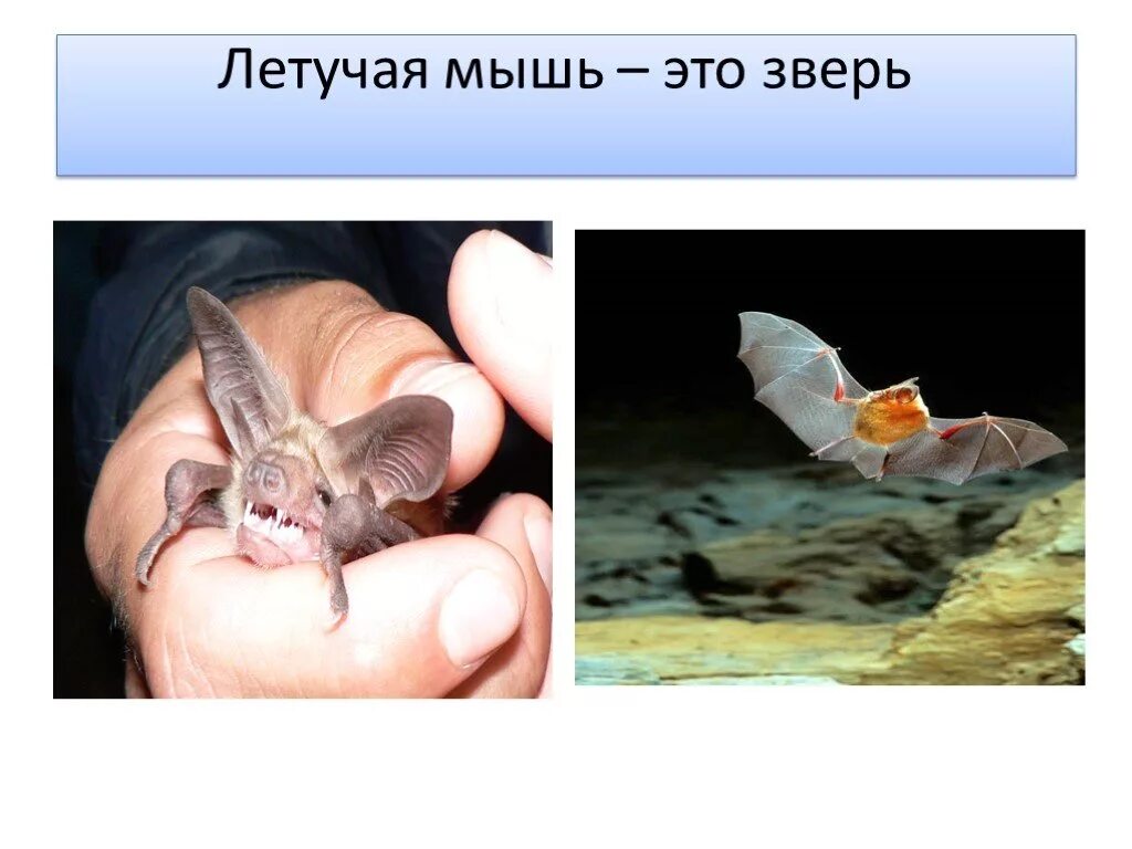 Мышь это зверь или нет. Летучая мышь это зверь или птица. летучая мышь относится к птицам. птицы мыши презентация. мышь это зверь или.
