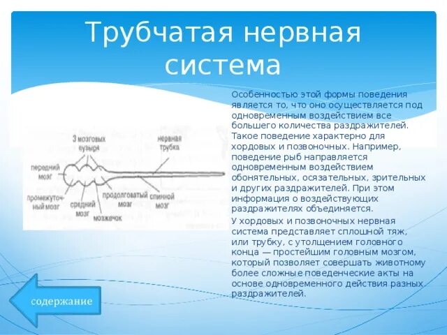 Трубчатую нервную систему имеет