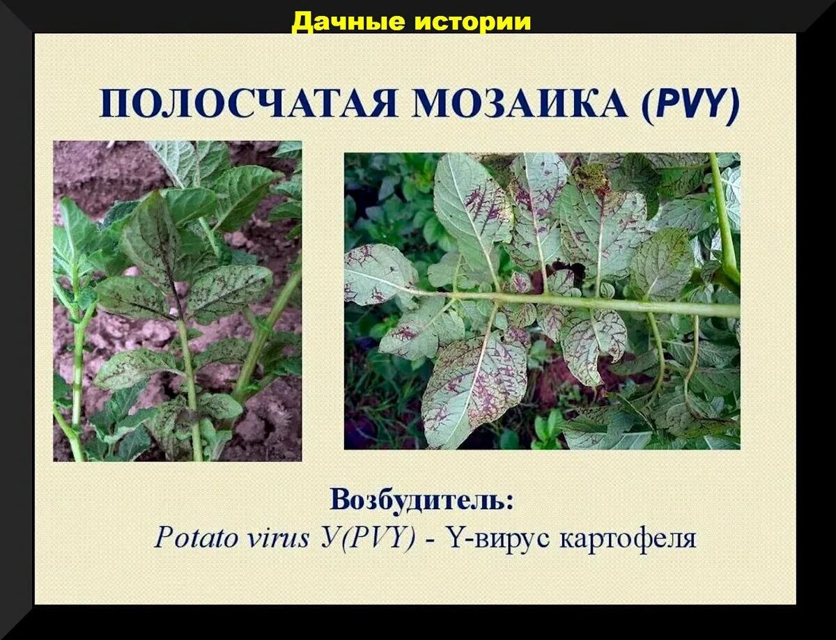 Viruses potato