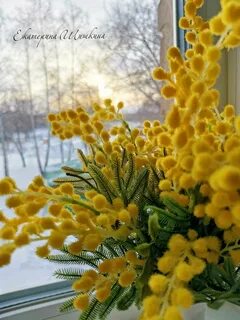 Как сохранить букет мимозы