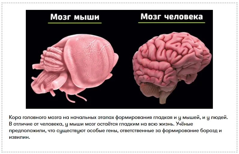 Активность головного мозга. Старый мозг.