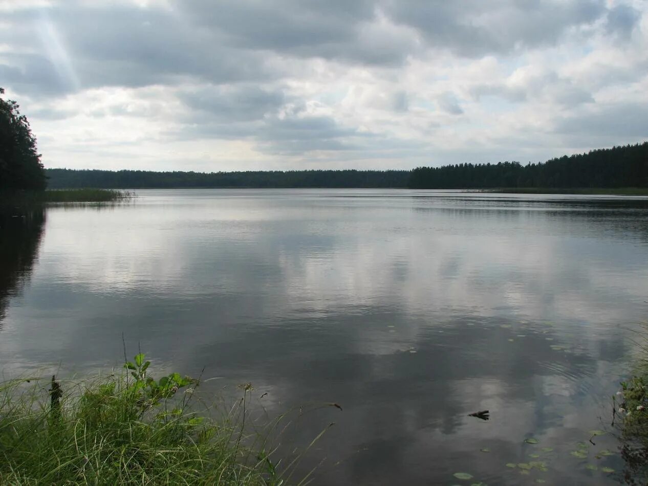 березовая роща озеро ивановская область. мультинские озера нижнее озеро. оз нижнее. озеро нижнее мультинское горный алтай. озеро нижнее подосиновое ленинградская область.