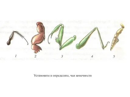 Число ног у насекомых