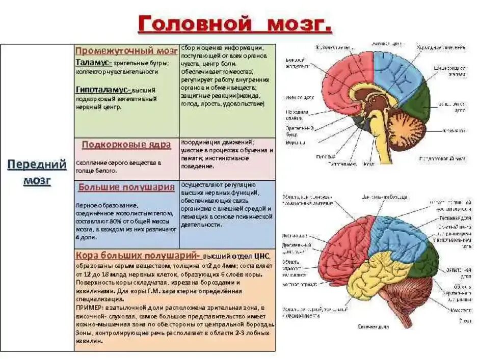 Функции головного мозга в нервной системе. Головной мозг подкорковые ядра структура и функции. Подкорковые структуры головного мозга. Корковые функции головного мозга.