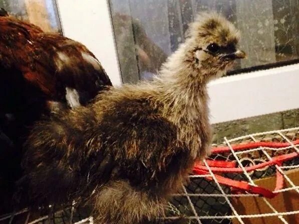 куры казани. мехеленская кукушка порода кур. рынок живых кур несушек. китайские шелковые куры. куры казани.