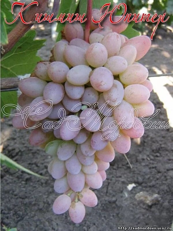 Виноград кишмиш юпитер. Сорт винограда кишмиш юпитер. Виноград кишмиш юпитер. Сорт кишмиш юпитер. Кишмиш юпитер сша.