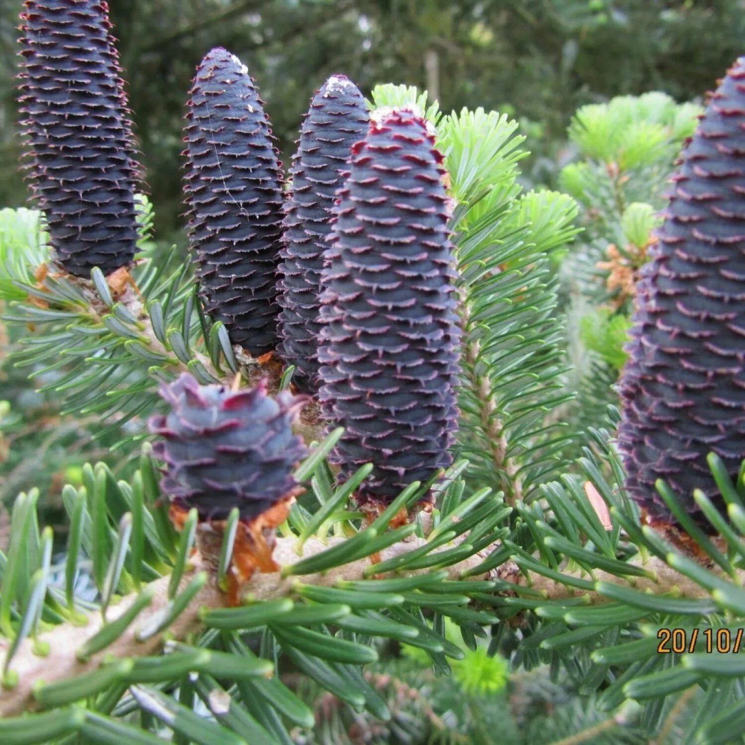 Abies amabilis. Abies Alba pyramidalis. Пихта Abies Alba pyramidalis. Пихта Фабри (Abies Fabri).