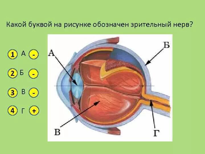 На рисунке изображена схема глаза. Мышца изменяющая кривизну хрусталика. Строение глаза человека рисунок. На рисунке изображена схема строения глаза.
