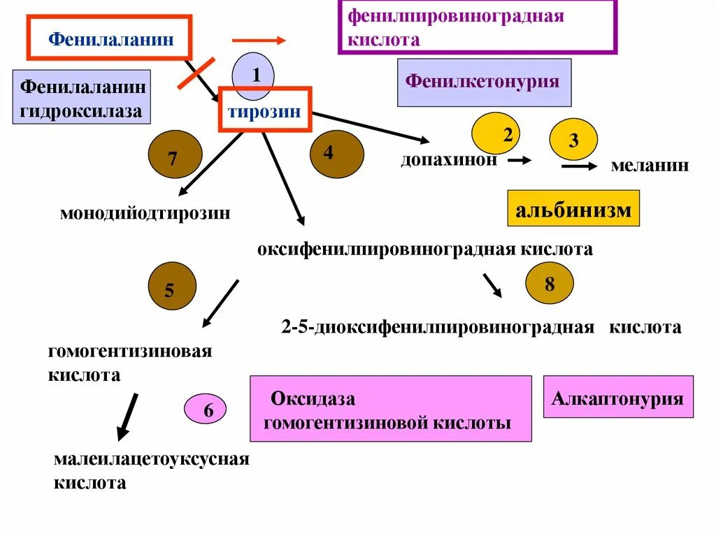 Фенилкетонурия фермент. Фенилаланин фенилаланин. Фенилпировиноградная. Фенилкетонурия фенилпировиноградная кислота. Фенилпировиноградная олигофрения биохимия.