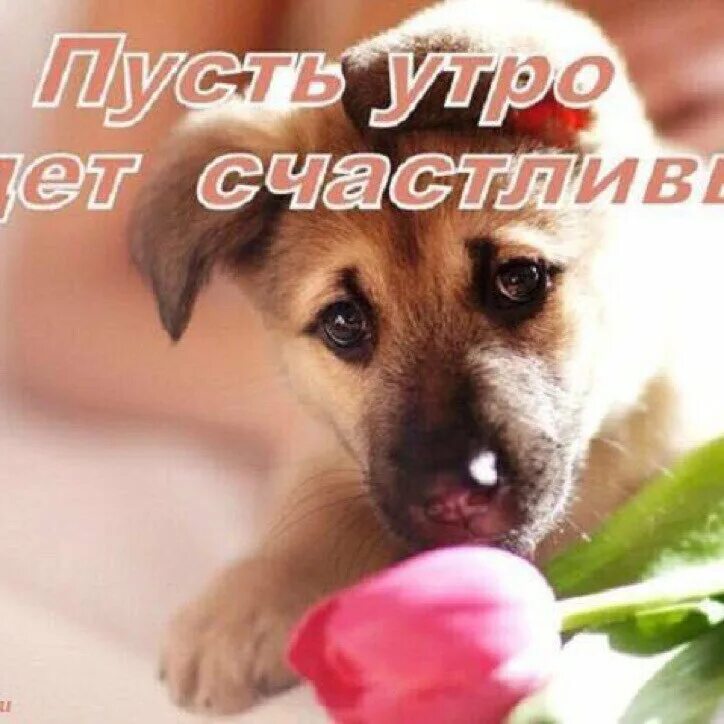 доброе утро с собачками. цифровой художник лорри kajenna кайенна собаки. пожелания с добрым утром с животными. с добрым утром собаки. картинки с добрым утром с красивыми собаками.