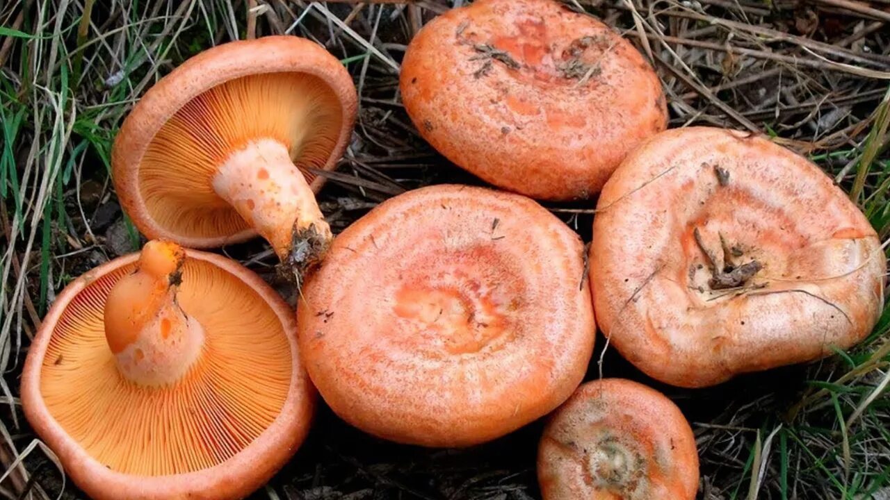 Рыжик деликатесный. Рыжики грибы. Рыжик обыкновенный. Lactarius aurantiacus.