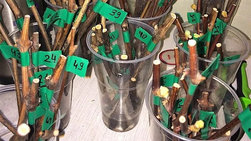 Проращивание черенков на плоту. Укоренение черенков винограда. Лоза винограда для корнеобразования. Чубуки винограда завязь. Когда начинать проращивать черенки винограда.