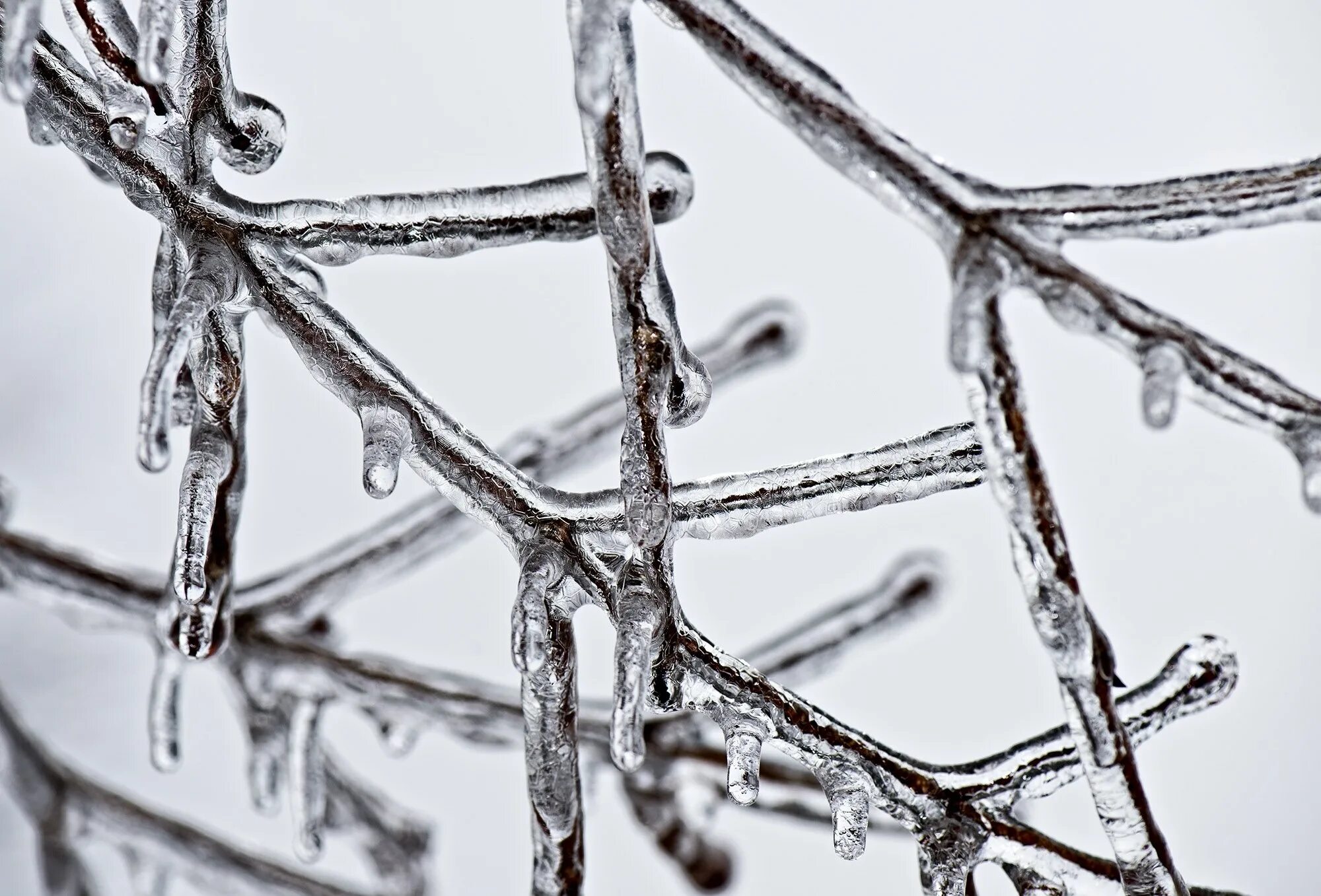 White freeze. Ледяной дождь. Осеннее похолодание. Кипелов ледяной дождь. Лед зима деревья.