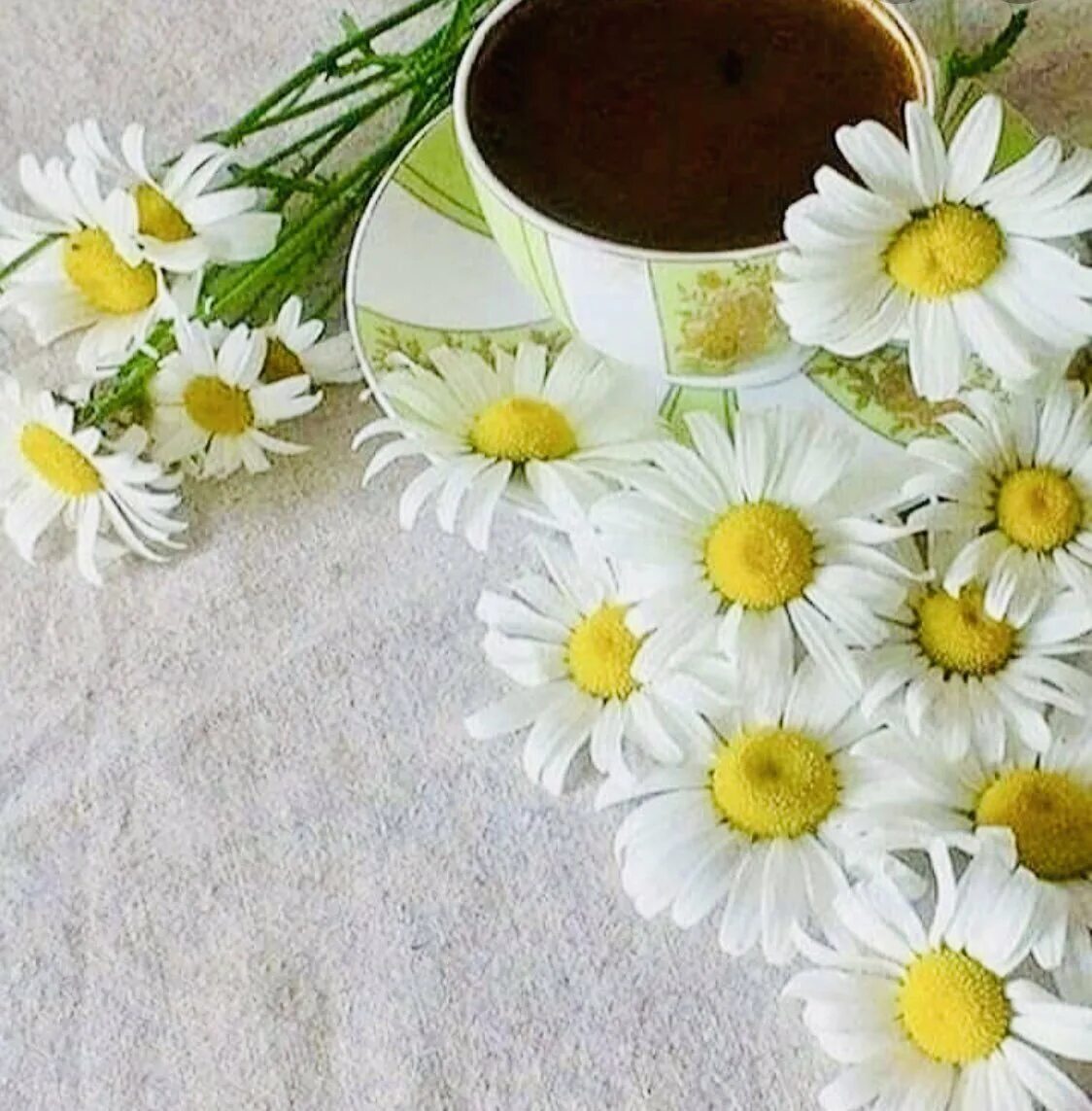 Доброе утро девушке ромашки. Доброе утро девушке ромашки. Открытки с добрым утром с ромашками. Доброе утро ромашки. Открытки с ромашками.