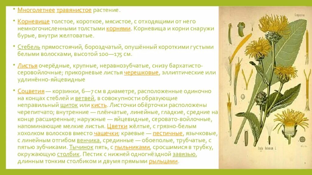 Тип корневой системы сложноцветных растений. Корень сложноцветных растений. Травянистые растения примеры 2 класс. Корень сложноцветных растений. Корень астровых.