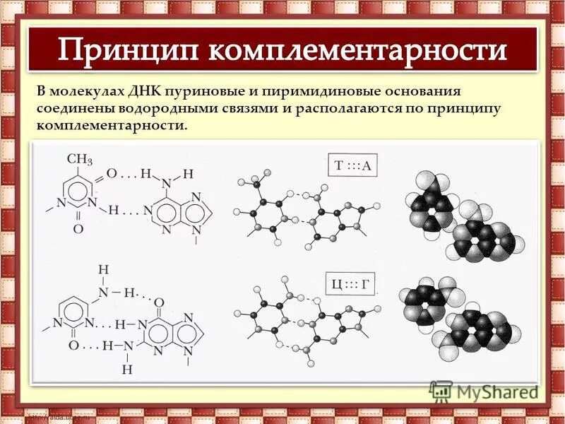 Число водородных связей в молекуле днк. Число водородных связей в молекуле днк