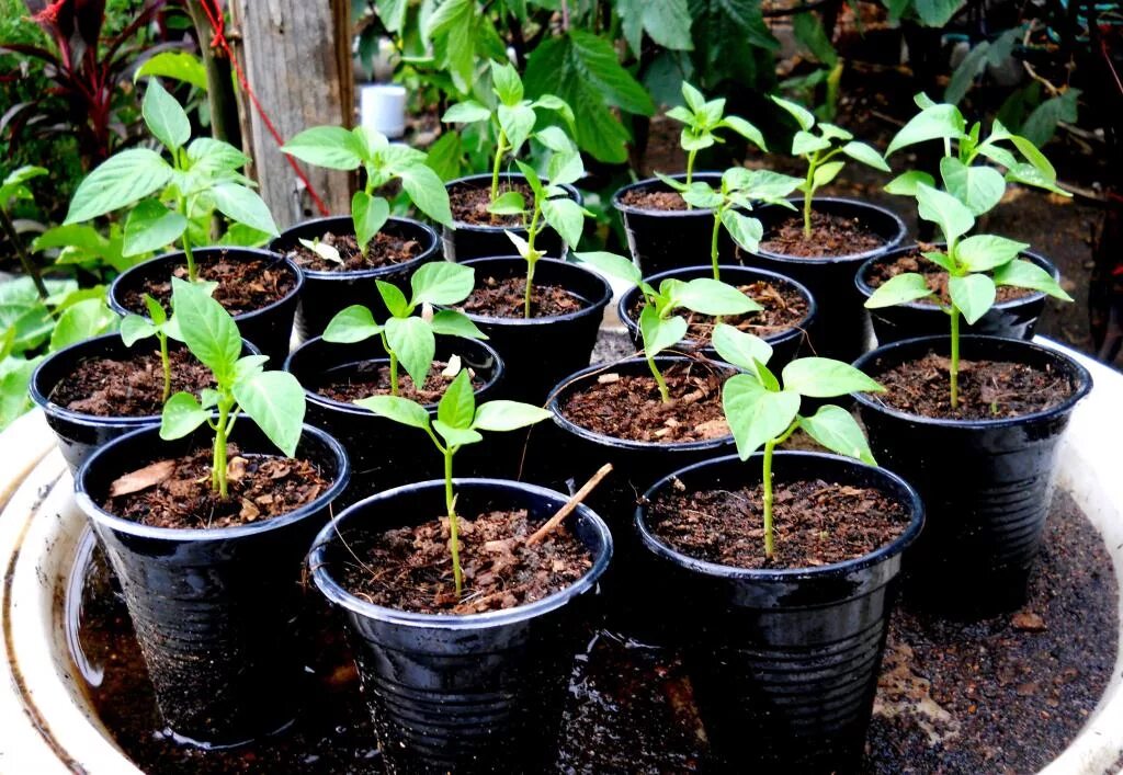Земля для рассады перца какая лучше. Seedling «рассада». рассада перца всходы. росток рассадный удобрение. перец сладкий рассада.